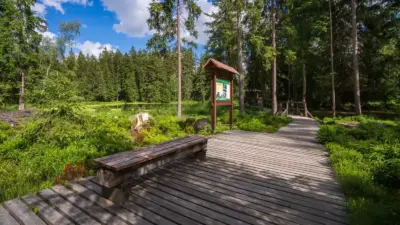Kladske raseliny lavicka