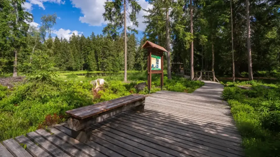 Kladske raseliny lavicka